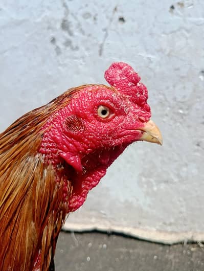 peela Sindhi aseel Outstanding Quality