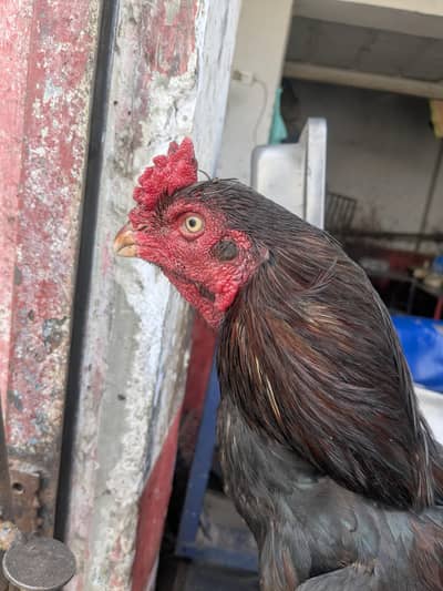 pure aseel black keilo me zer dum zabardast khalis aseel