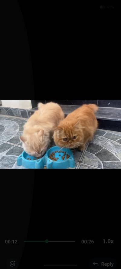 2 Persian kittens 4 sale