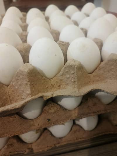 White Eggs in wholesale price.