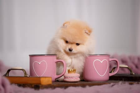 Pomeranian puppies for sale