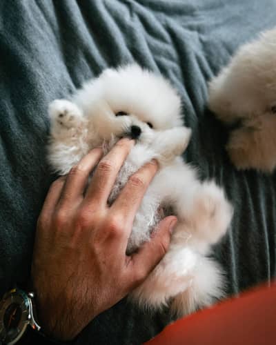 Pomeranian puppies for sale