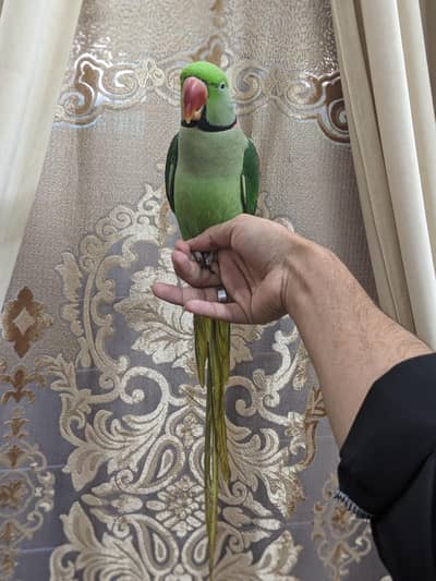 Green Raw Parrot