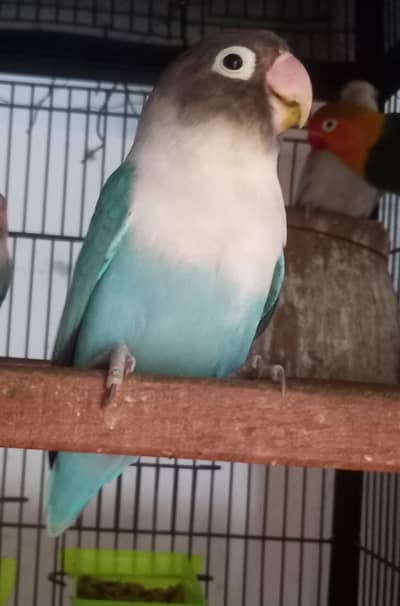 love birds parrot Australia  parrots