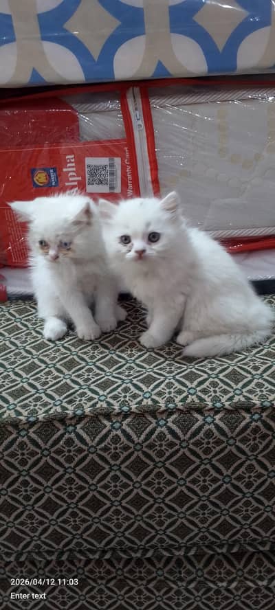 2 month Russian kitten pure white