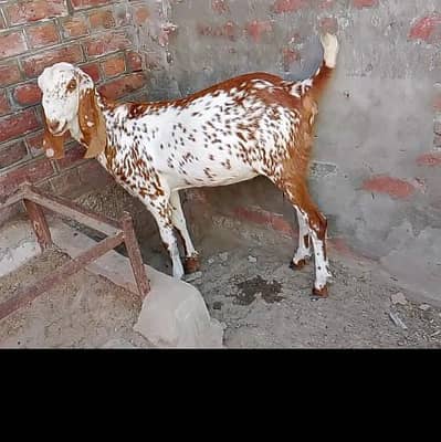 makhi cheena print ghoni bakri for sale