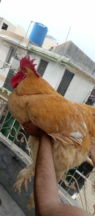 heavy golden buff pair