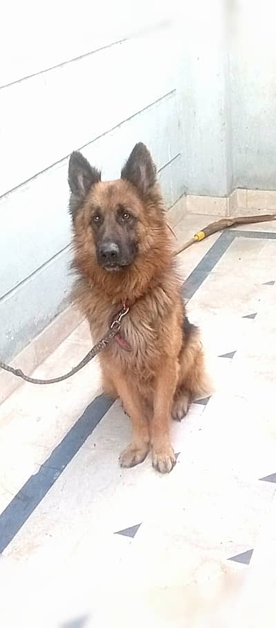 I can Sale My Dog Breed German Shepherd Age 14Month
