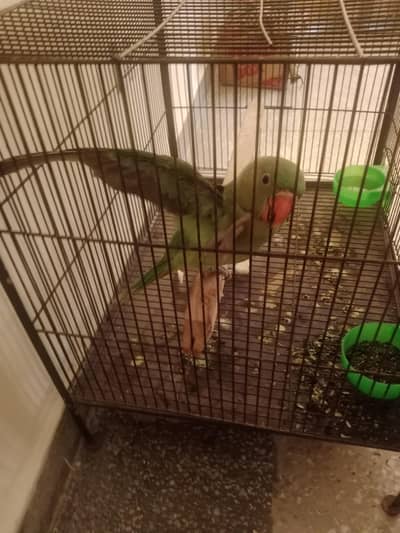 Raw parrot almost 3 to 4 months very healthy and active