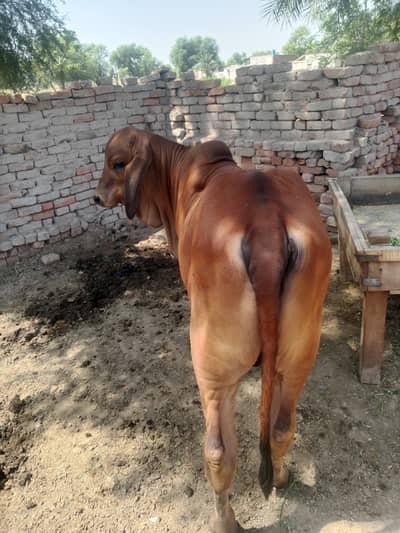 ======​"Beautiful Brahman Bull Calf - Healthy and Active=====for sale