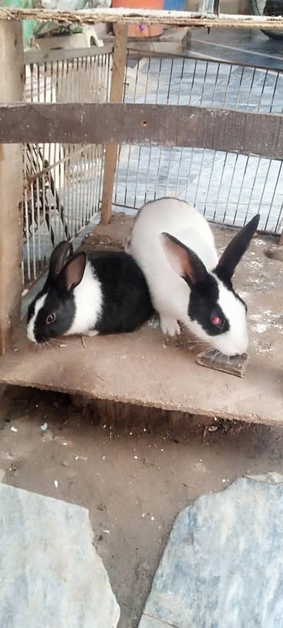 Beautiful And Healthy Rabits