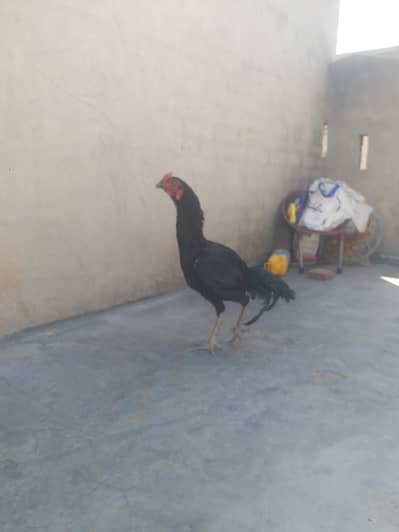 Urgent Sale Pure Thai Aseel fill black color