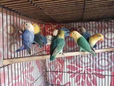 love birds (mutated)