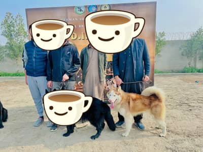 vaccination double coat