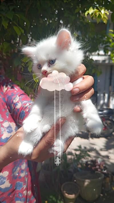 Persian white kittens