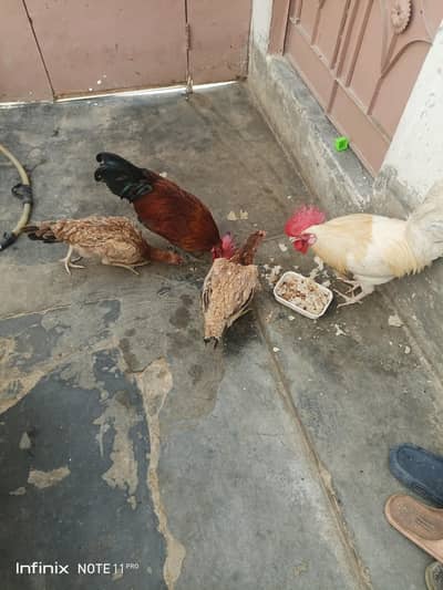 03032145584 homegrown Pure Desi and Aseel Cross Roosters for Sale