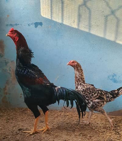 shamo pair egg laying