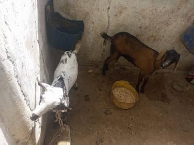 2 dant bakri or 7 months Bakra