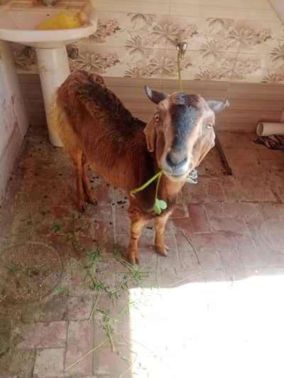 ek bakri do bacche Mel 1 month age