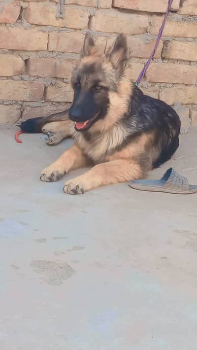 German shafad fimel