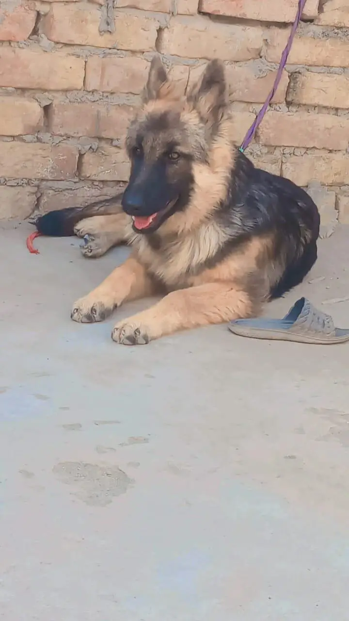 German shafad fimel