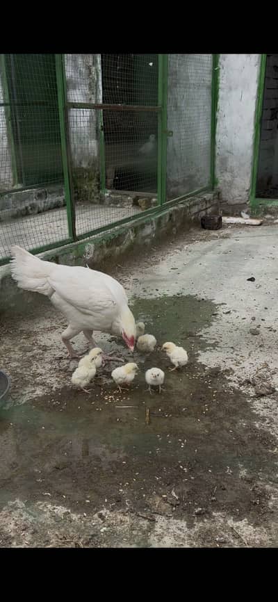 Herra chicks