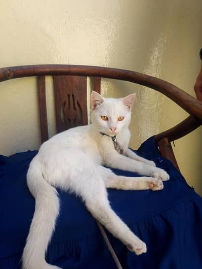 white Persian cat fully healthy and active yellow eyes color