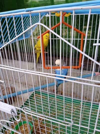budgie pair young active