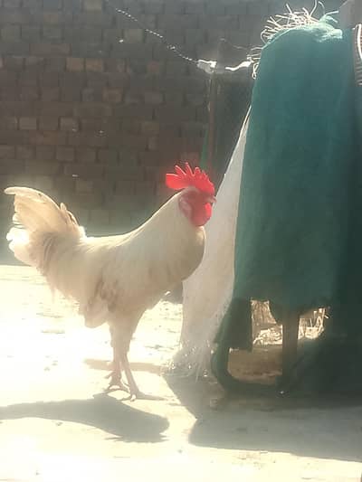 11. months old cock sale in reasonable price