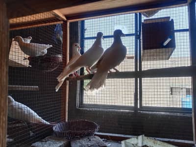 Beautiful Doves, Pigeons and love birds available