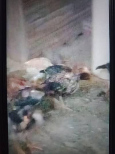 Aseel mianwali and Aseel Thai Chicks for sale,