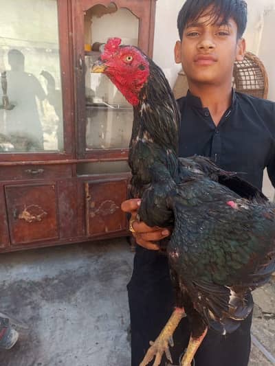 asell murga full okay ha