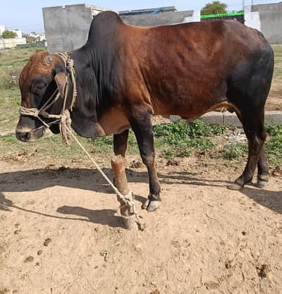 Qurbani Bail for sale 2026 Collection