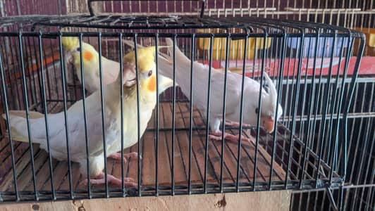 Cockatiel Phatty
