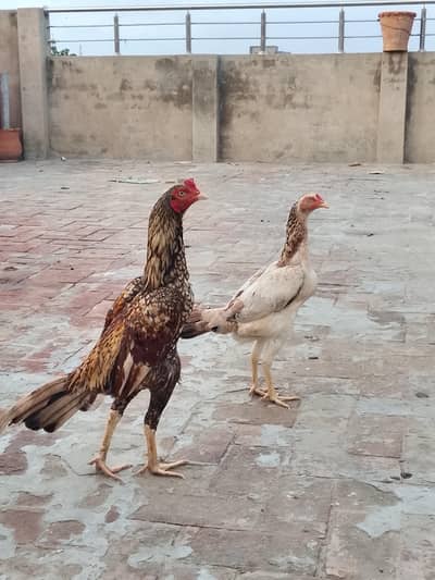 Aseel Hens 4 pec for sale