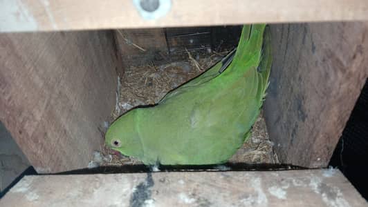 heathlg active breeder pair