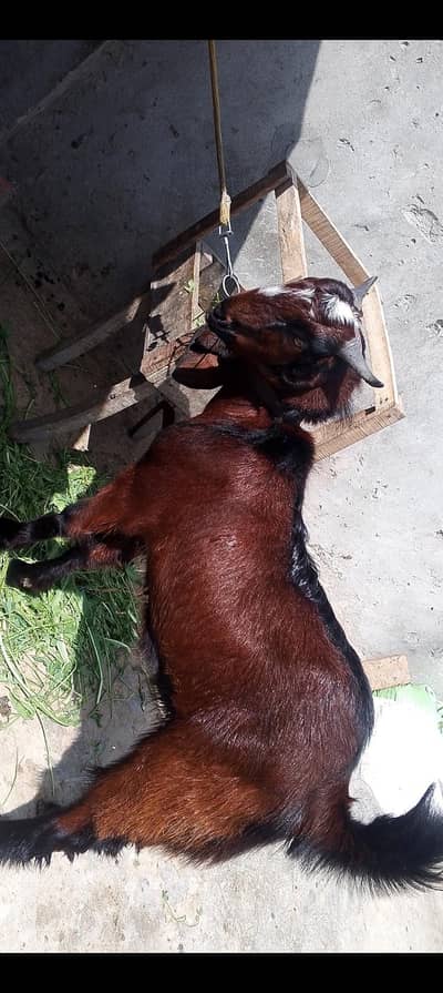 nagra Bakra 12 month ka ha EAD pr lagy ga