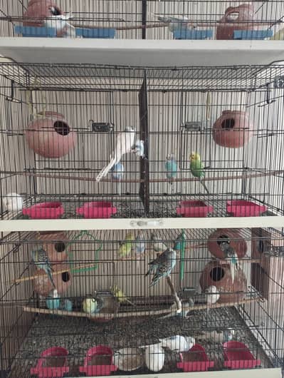 cage for sale