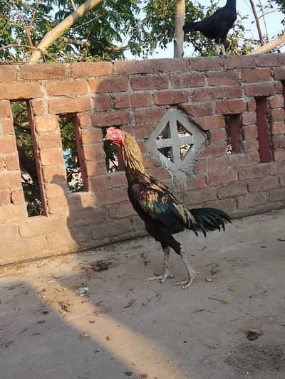 walati murga for sale