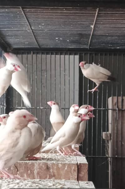 fawn Java Healthy and Active