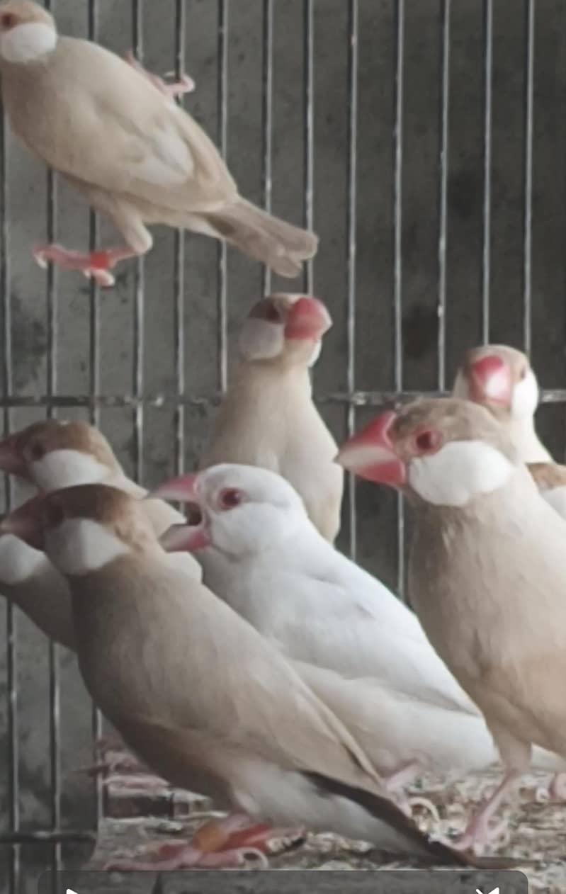 fawn Java Healthy and Active 1