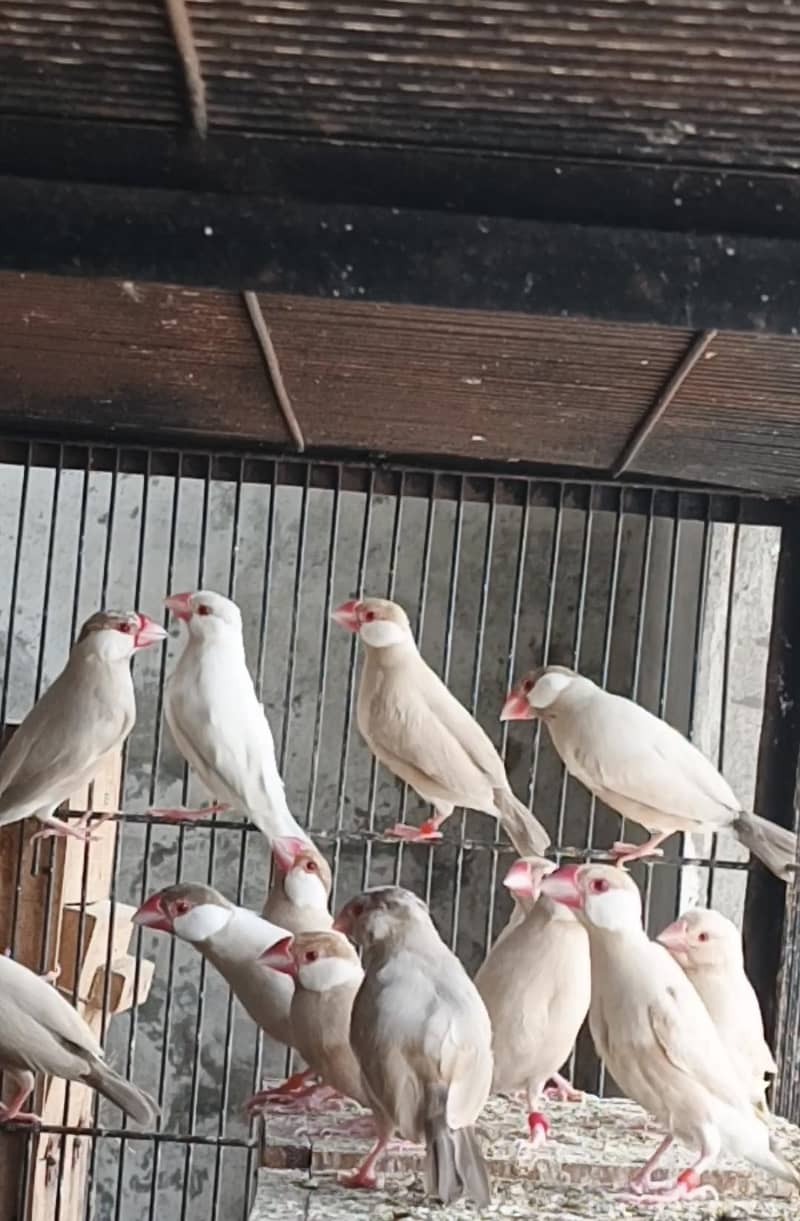 fawn Java Healthy and Active 2