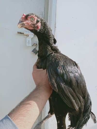 Pure black aseel murghi