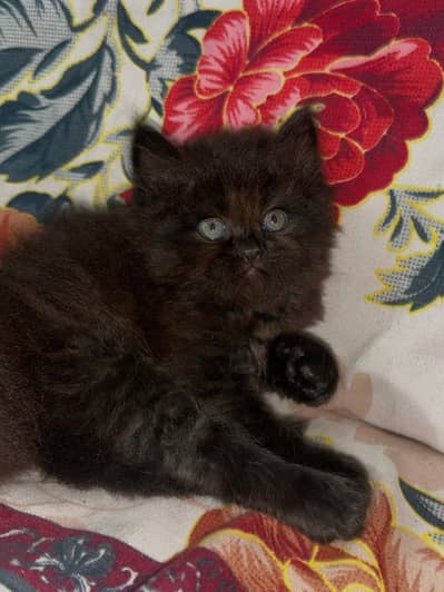 fluffy black male kitten