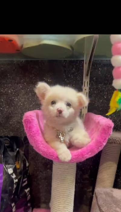 Russian puppy -white dog