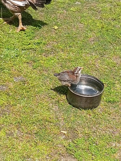 pure assel hen with 7 chicks- strong bloodline/ .