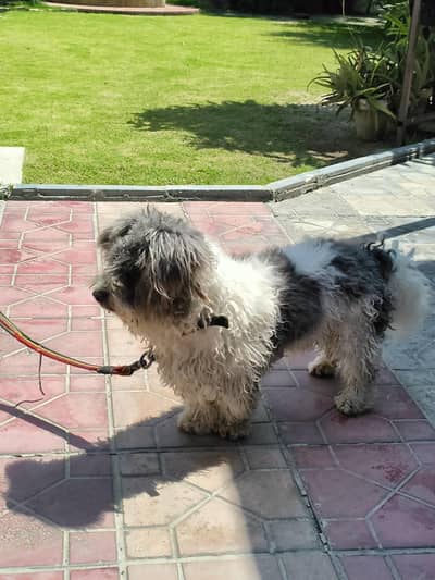 Pomeranian Puppy Thick coat