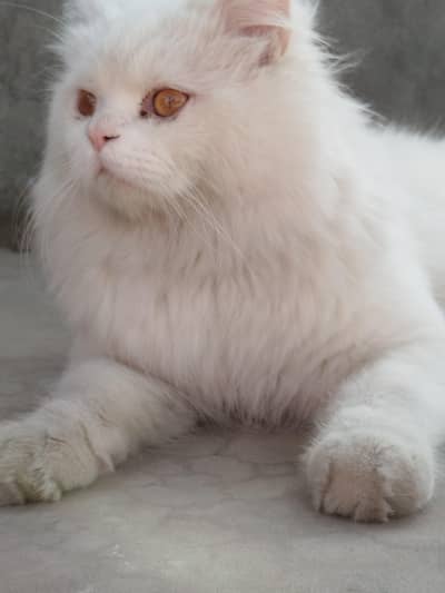 Persian Cat