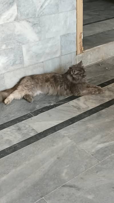 I want to sell my cat