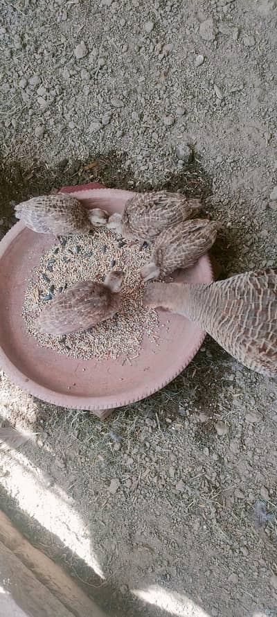 Dakhni Terar Chicks For Sale